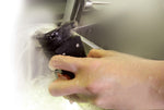 Slimissimo Black Velvet Bean-to-Cup Coffee Machine